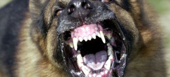 Bitten by a Dog