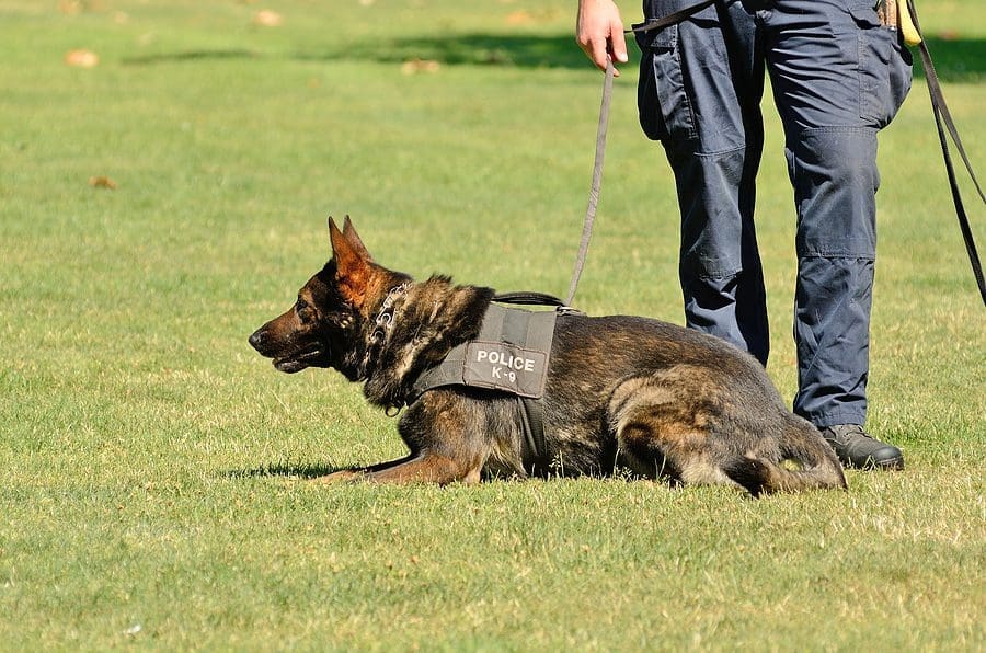 k9 Dog